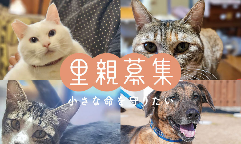 里親募集 – 小さな命を守りたい – 2025年5月号