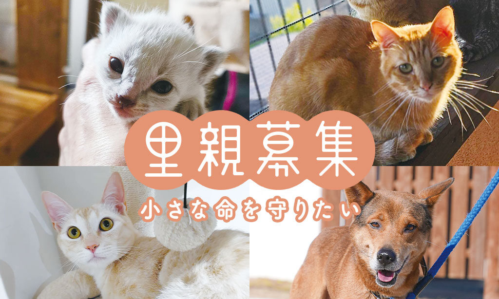里親募集 – 小さな命を守りたい – 2025年6月号