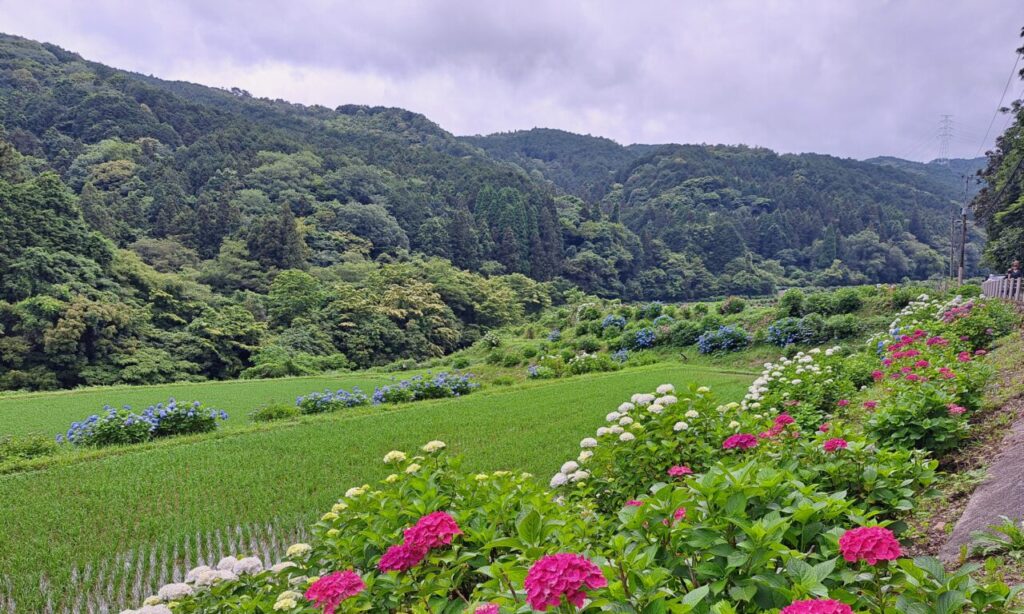 【豊前市】『枝川内あじさい祭り』清流と里山の田園風景に心を洗われる