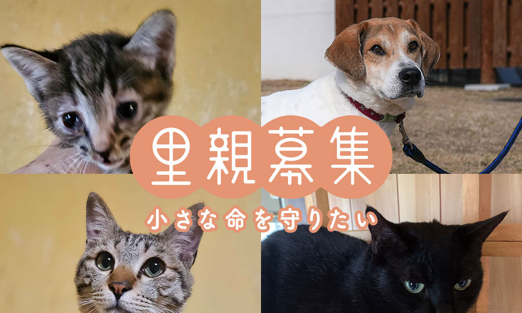 里親募集 – 小さな命を守りたい – 2025年7月号