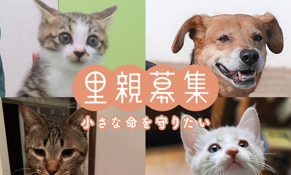 里親募集 – 小さな命を守りたい – 2025年8月号