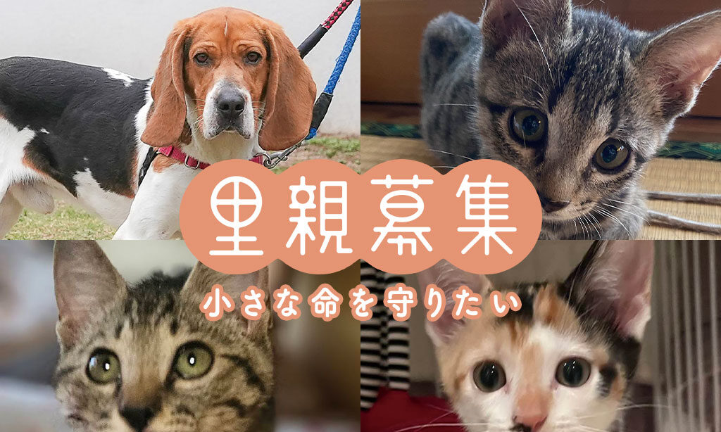 犬・猫の里親募集 – 小さな命を守りたい【2025年9月号】