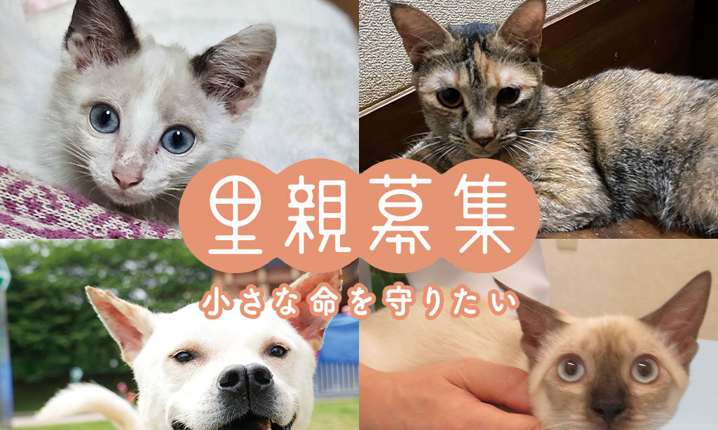 犬・猫の里親募集 – 小さな命を守りたい【2025年10月号】