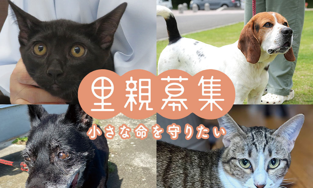 犬・猫の里親募集 – 小さな命を守りたい【2025年11月号】
