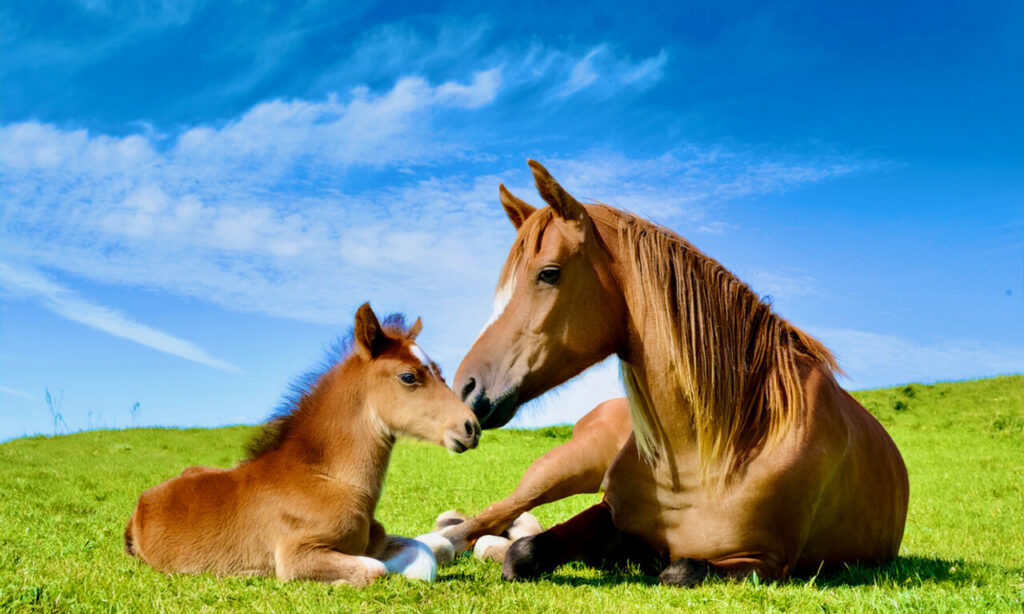 【2026年は丙午!】中津市から車で1時間!「午(うま)」のご縁で叶える最強開運スポット&日帰り温泉3選