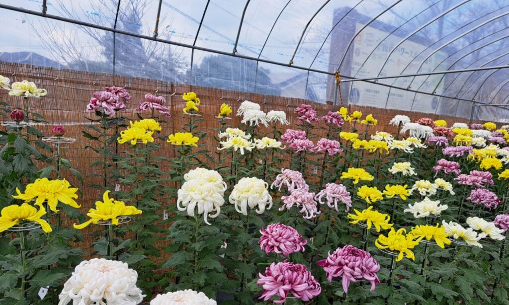 【宇佐市】『双葉の里 菊花展』11月10日まで開催 あっと驚く仕立ての菊と昭和の大横綱ゆかりの品々