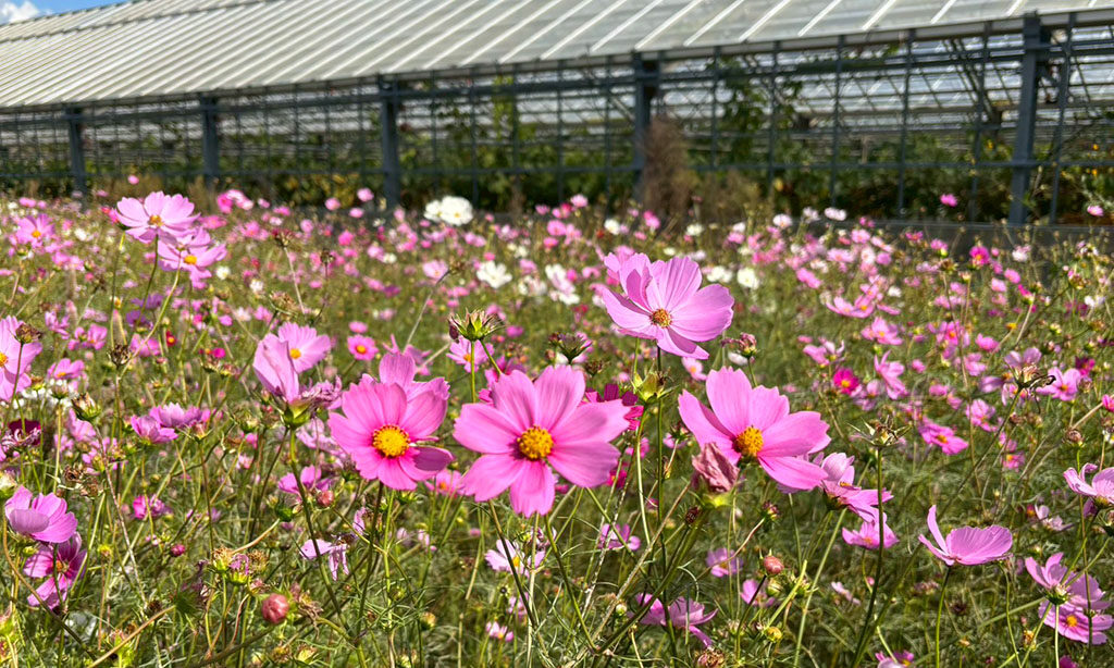【中津市】三光コスモス祭り2025に行ってきました!今話題の映画『ストロベリームーン』との特別コラボも!