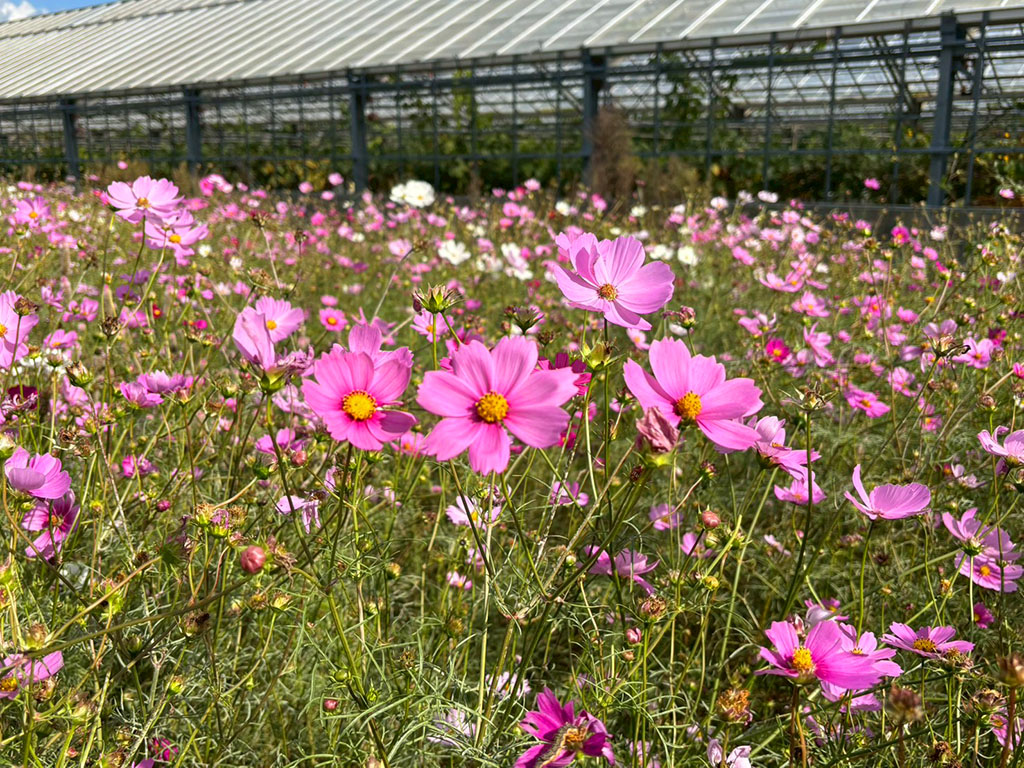 【中津市】三光コスモス祭り2025に行ってきました!今話題の映画『ストロベリームーン』との特別コラボも!