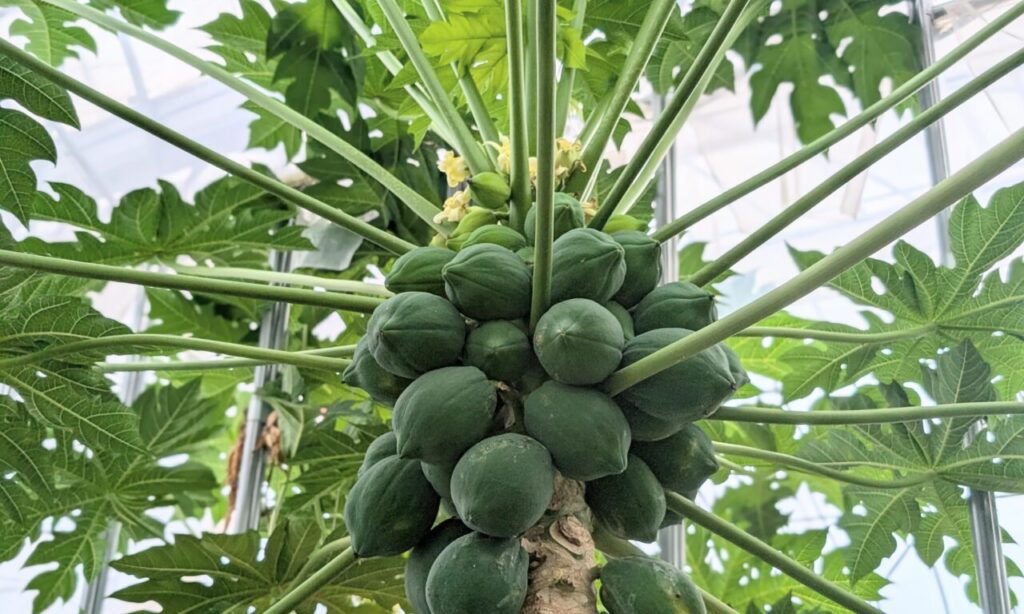 【中津市】スーパーフードとして注目されている、青パパイヤの農園『ベーベジ』に行ってきました。