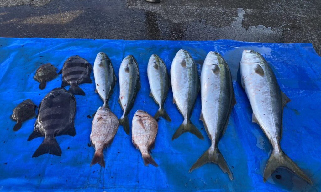 【豊後高田市】11月16日に高田魚市場で開催された『秋の魚市場祭り』に行ってきました。