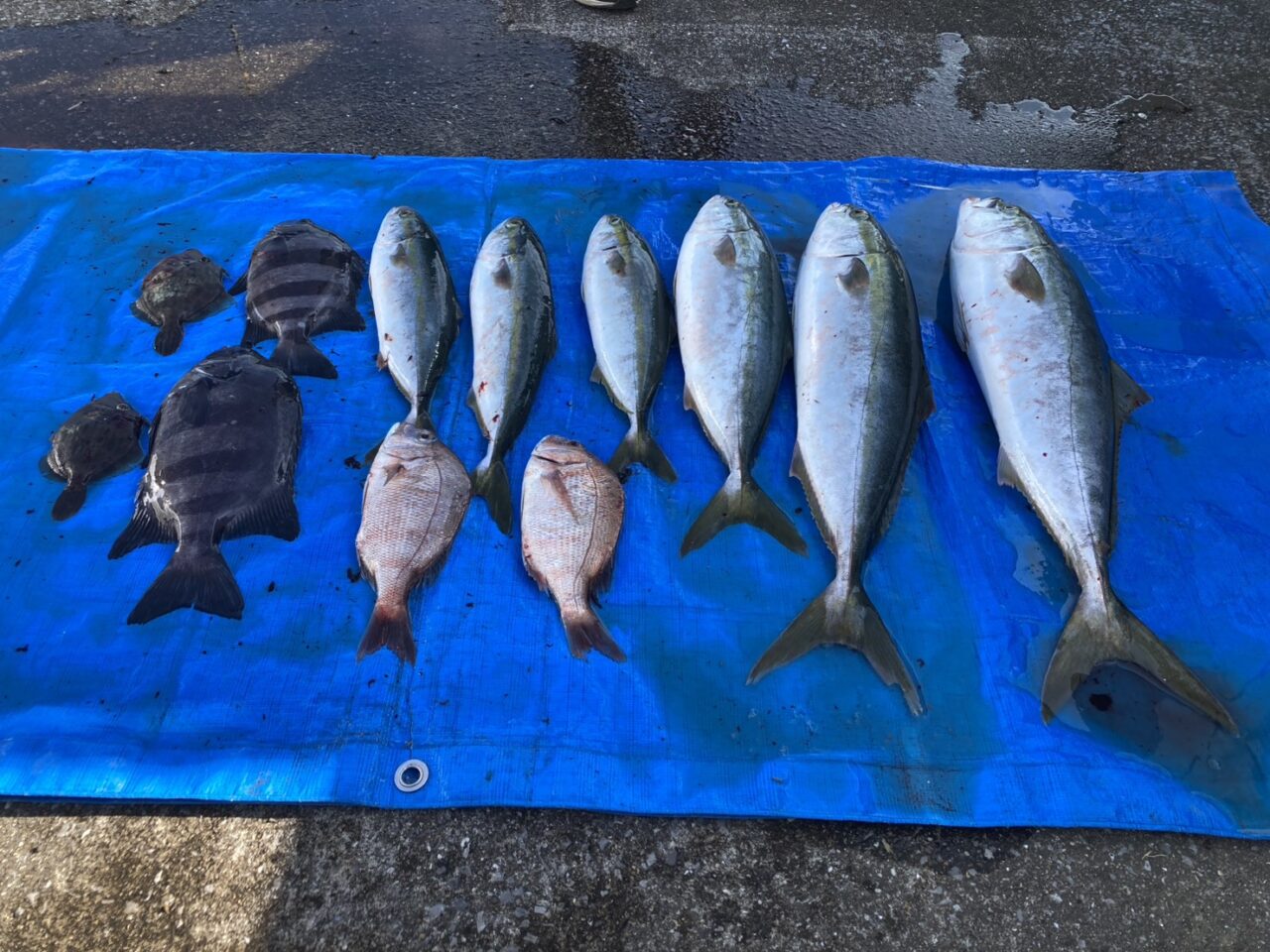 【豊後高田市】11月16日に高田魚市場で開催された『秋の魚市場祭り』に行ってきました。