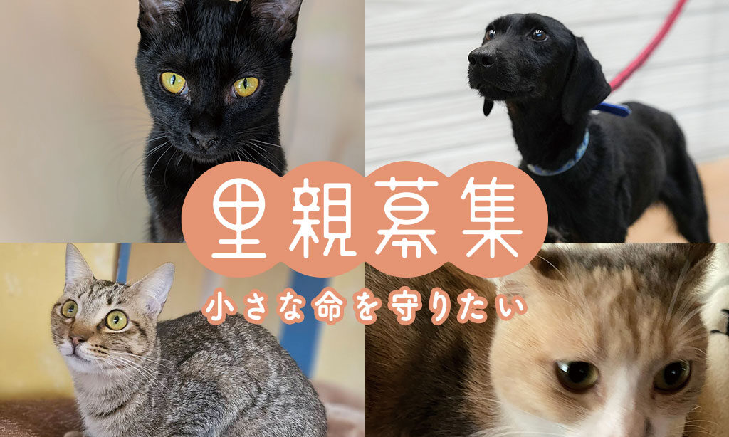 犬・猫の里親募集 – 小さな命を守りたい【2026年1月号】
