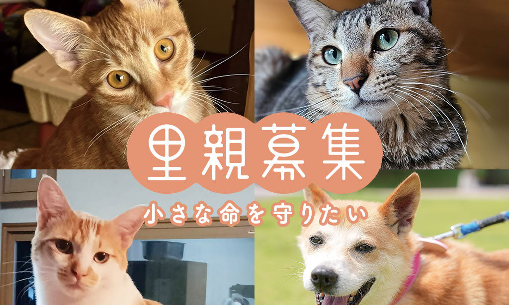 犬・猫の里親募集 – 小さな命を守りたい【2026年2月号】