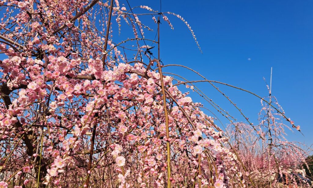 【中津市】『犬丸天満宮』『犬丸梅苑』梅の花咲く季節♪しだれ梅と赤白ピンクの梅園、菅原道真公が腰掛けた止良石