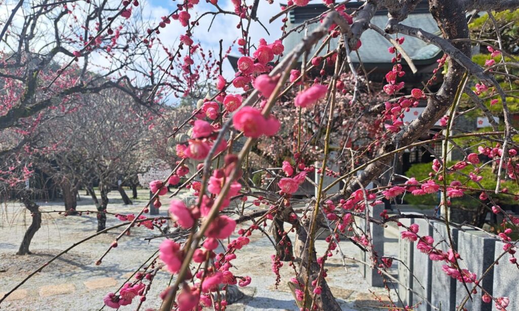 【築上町】約1000本の梅!『綱敷天満宮』で『しいだ梅祭り』3月10日まで開催♪紅白の梅が神社建築に映える「浜の宮」