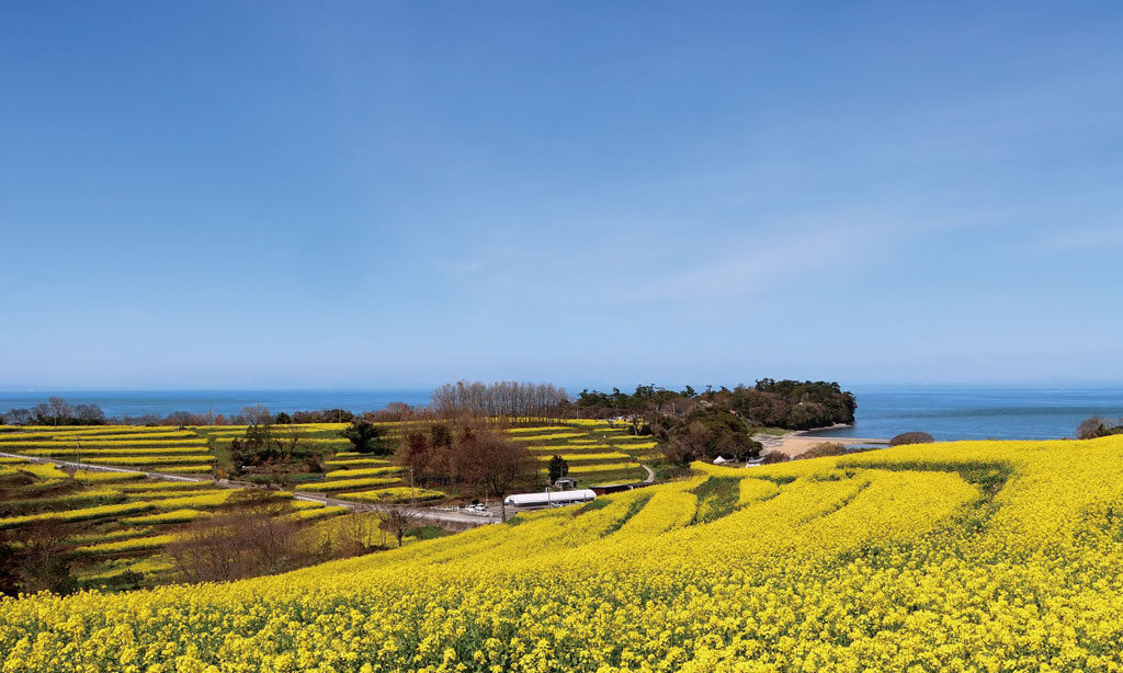 【豊後高田市】菜の花フェスタ2026開催|長崎鼻に広がる2700万本の菜の花と幻想的ライトアップ
