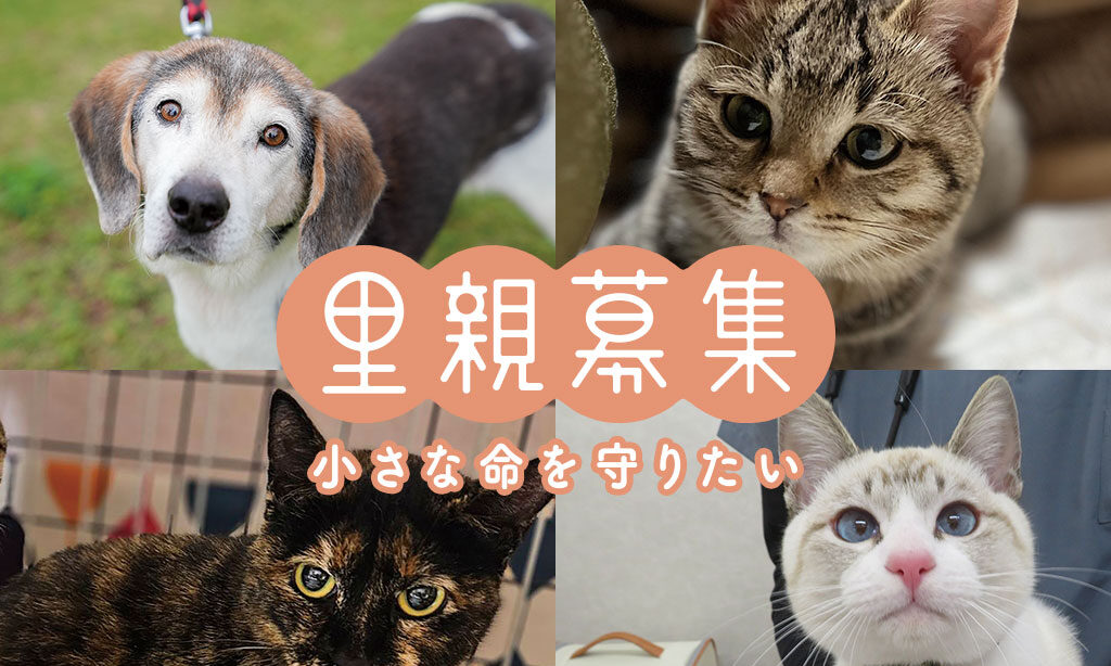 犬・猫の里親募集 – 小さな命を守りたい【2026年3月号】 | 大分・福岡で里親募集中の保護犬・保護猫