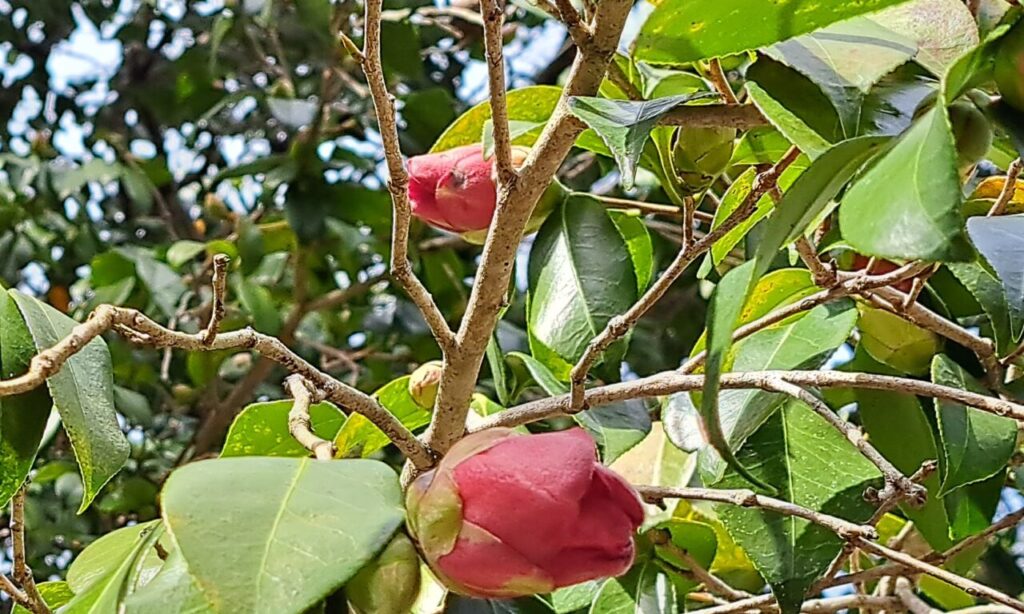 【中津市】『小平遺跡公園』で3月21・22日に『小平椿まつり』♪ お寺を囲む51本の椿と山の椿林!中腹にずらりと続く横穴古墳も迫力!
