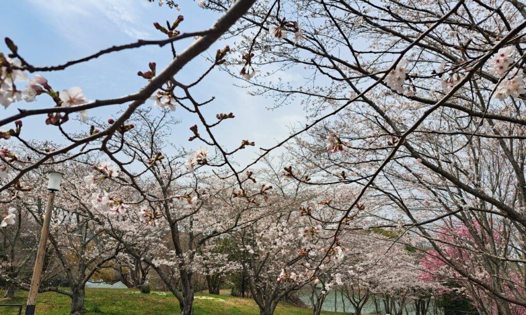 【上毛町】『大池公園』2種類の桜がいろどる水辺の春景色♪淡いソメイヨシノと濃い寒緋桜♪大池を見おろす丘のアスレチック広場も楽しい
