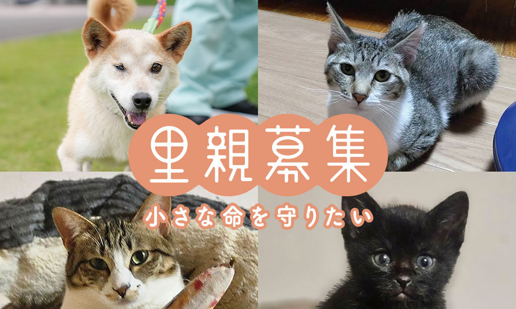 犬・猫の里親募集 – 小さな命を守りたい【2026年4月号】 | 大分・福岡で里親募集中の保護犬・保護猫