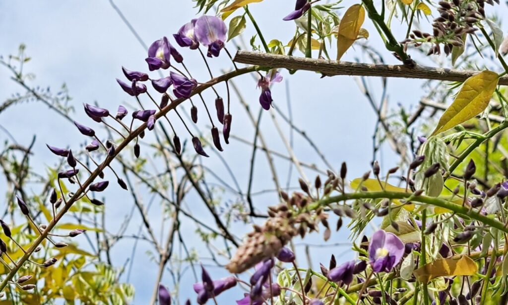 【中津市】『田尻緑地公園』フジの花が咲きはじめています♪すごく長い藤棚のある緑豊かな公園でのんびりお散歩♪ふじまつりも開催予定