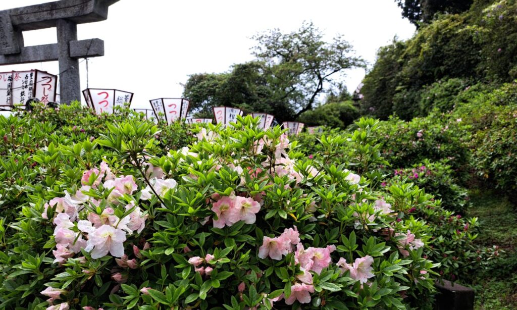 【豊前市】『第69回宝福寺山つつじ祭り』約3000本のつつじと赤いぼんぼりが華やかに彩る『宝福寺山つつじ公園』花付き良好です♪