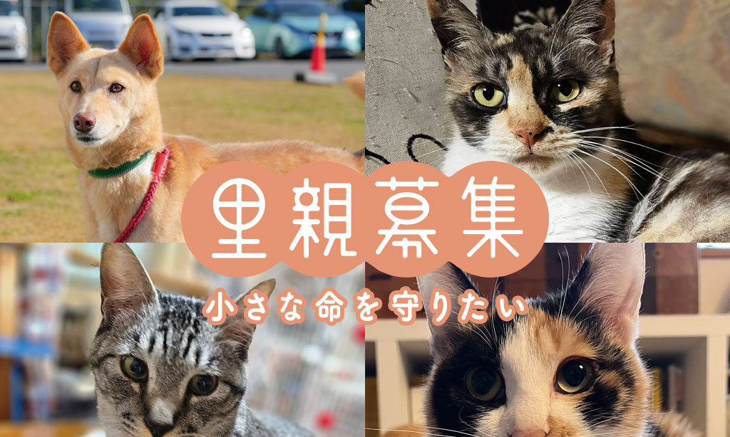 犬・猫の里親募集 – 小さな命を守りたい【2026年5月号】 | 大分・福岡で里親募集中の保護犬・保護猫