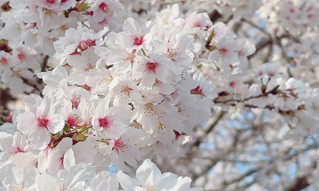 【中津市】約1300本の桜が彩る名所『大貞桜並木通り』で春を満喫してきました♪