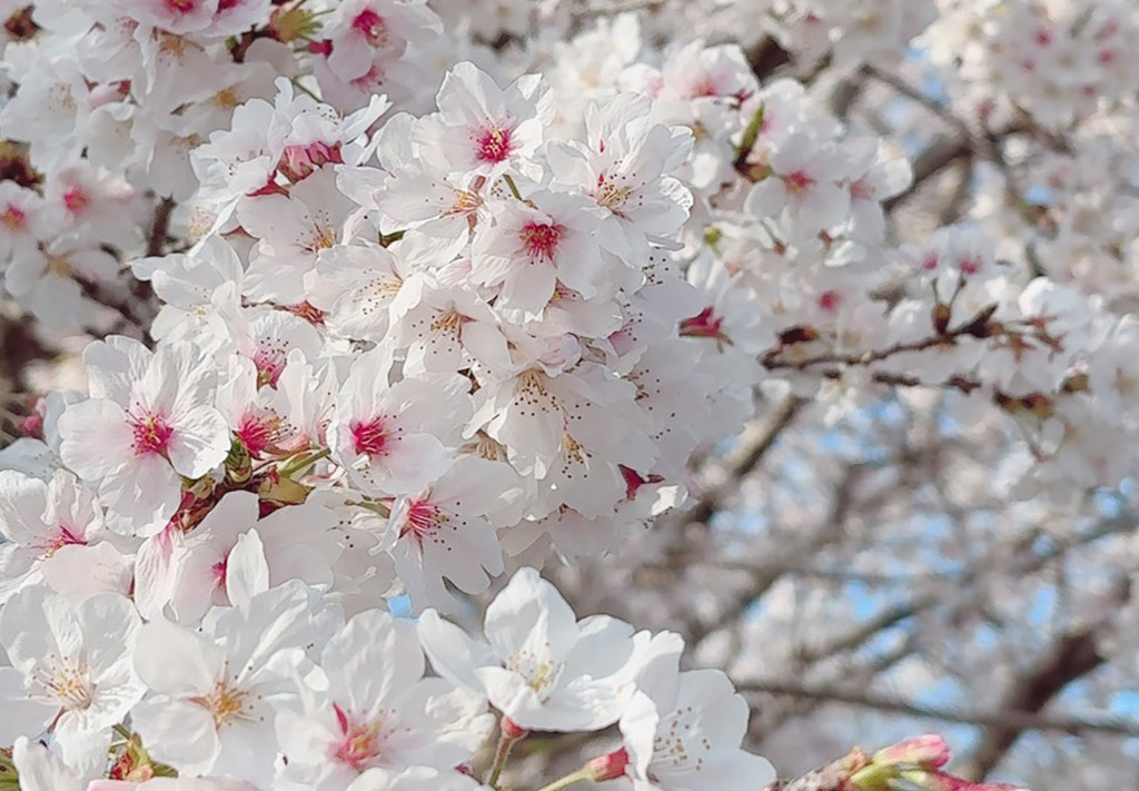【中津市】約1300本の桜が彩る名所『大貞桜並木通り』で春を満喫してきました♪