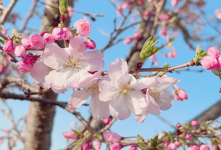 【中津市】約1300本の桜が彩る名所『大貞桜並木通り』で春を満喫してきました♪