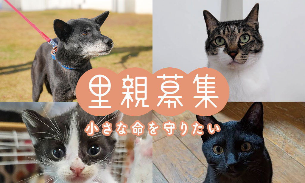 犬・猫の里親募集 – 小さな命を守りたい【2026年6月号】 | 大分・福岡で里親募集中の保護犬・保護猫