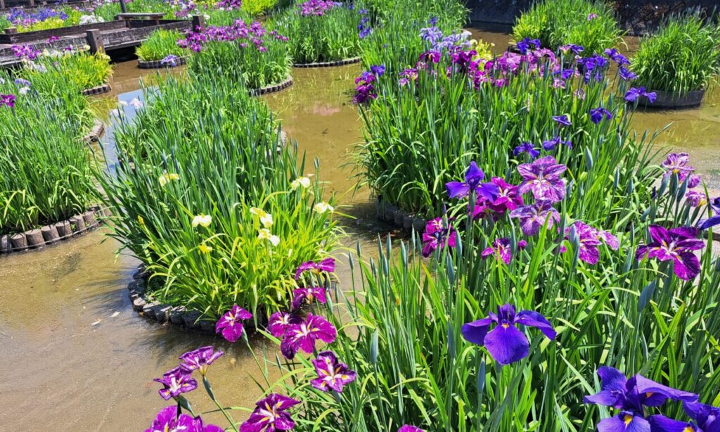 【みやこ町】『みやこ町豊津花菖蒲公園』色鮮やかな花しょうぶのあいだを透明な羽のトンボたちが飛びかう初夏の楽園♪花しょうぶまつりも開催