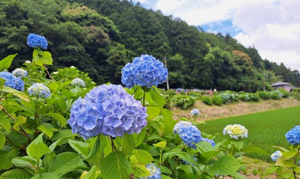 【豊前市】『第17回枝川内あじさい祭り』初日に行ってきました!!1万5千株の紫陽花にふちどられた田園風景♪手作りお菓子や手打ち蕎麦の販売も♪