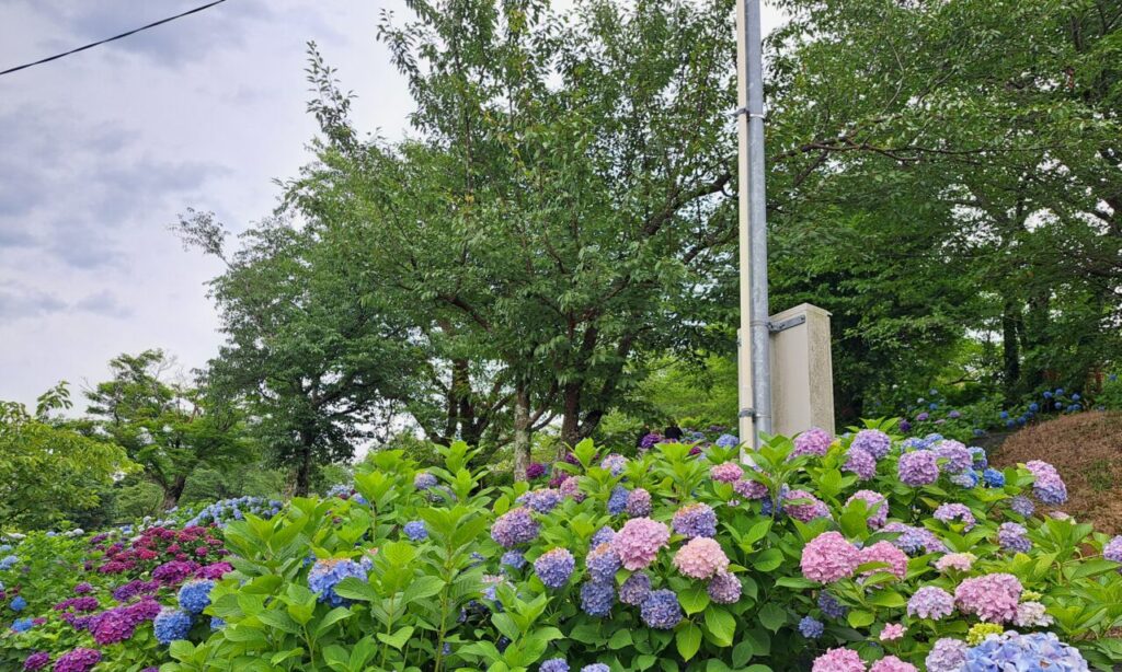 【宇佐市】『響山公園』約3000本のあじさいが咲く丘のあじさい園!!市街地を真下に見おろす眺望も魅力♪