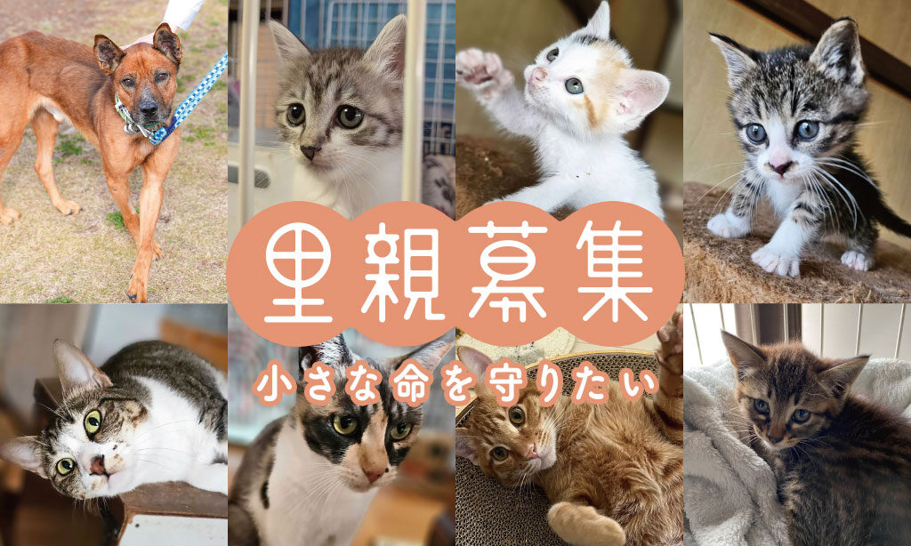 犬・猫の里親募集 – 小さな命を守りたい【2026年7月号】 | 大分・福岡で里親募集中の保護犬・保護猫