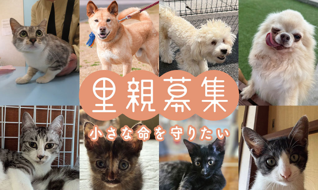 犬・猫の里親募集 ‐ 小さな命を守りたい【2026年8月号】 | 大分・福岡で里親募集中の保護犬・保護猫