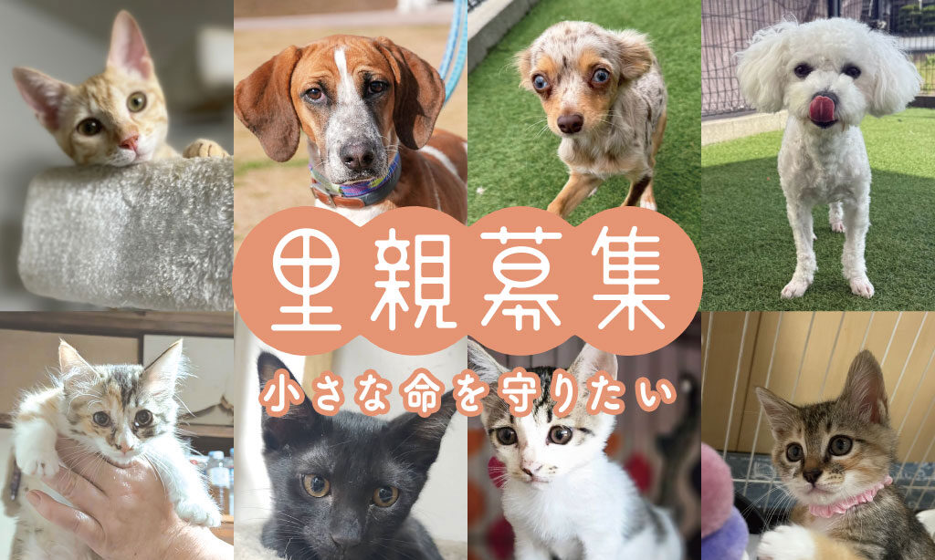 犬・猫の里親募集 ‐ 小さな命を守りたい【2026年9月号】 | 大分・福岡で里親募集中の保護犬・保護猫