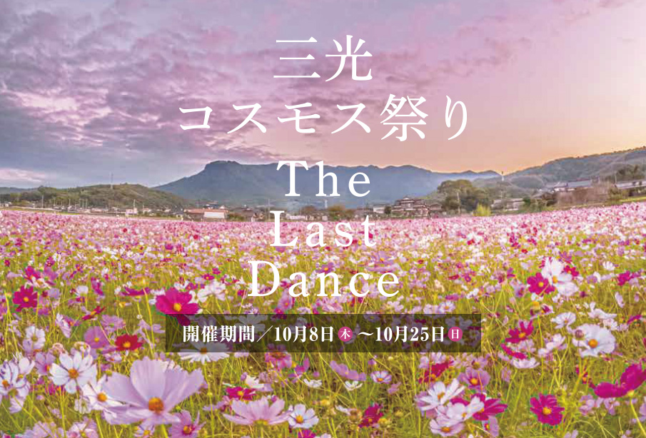 【中津市】三光コスモス祭り2026が開催!20周年のフィナーレを彩る花火や特別イベントも