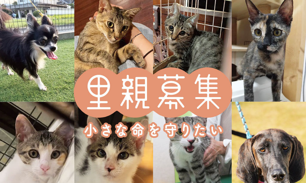 犬・猫の里親募集 ‐ 小さな命を守りたい【2026年10月号】 | 大分・福岡で里親募集中の保護犬・保護猫