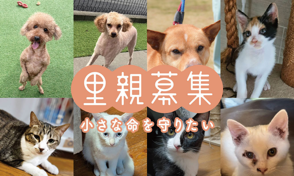 犬・猫の里親募集 ‐ 小さな命を守りたい【2026年11月号】 | 大分・福岡で里親募集中の保護犬・保護猫